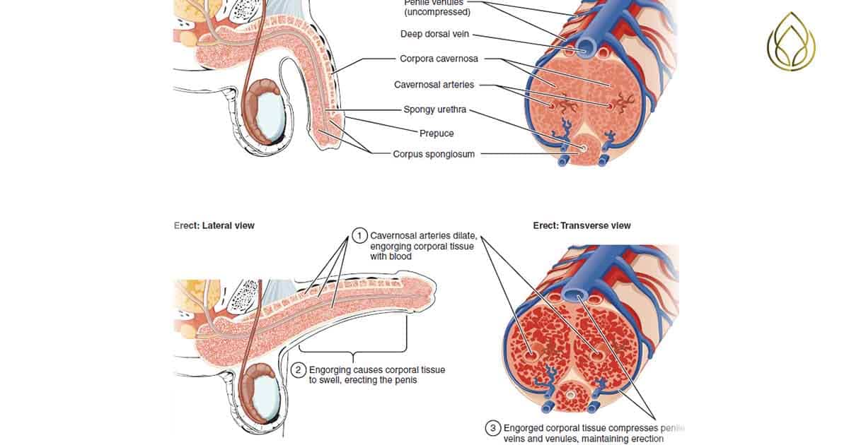 nguyên nhân gây xuất inh sớm